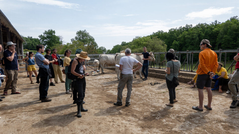 Penser le retour des loups sur la montagne limousine