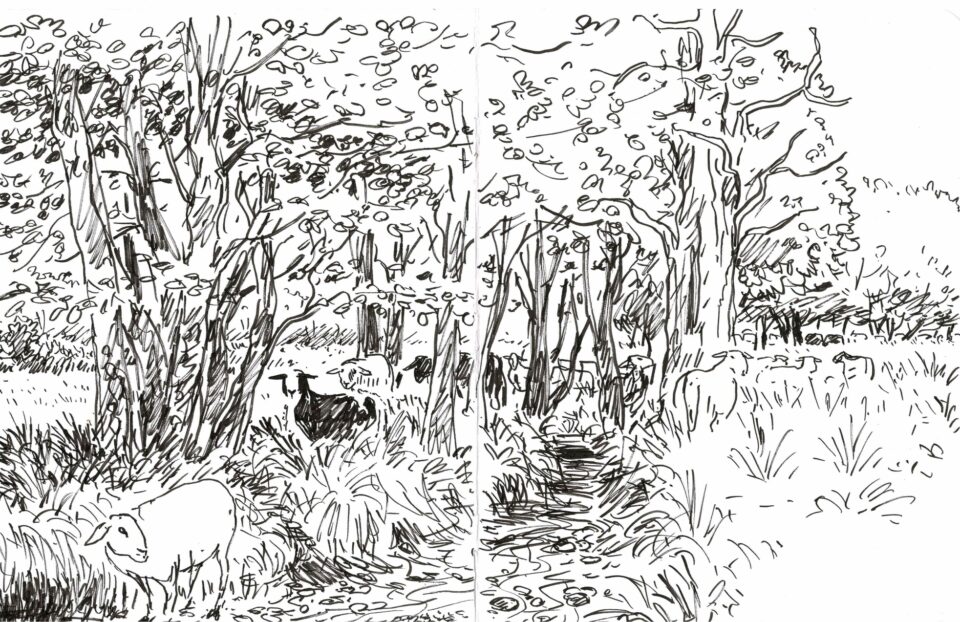 Au loup ! Chronique d'un retour