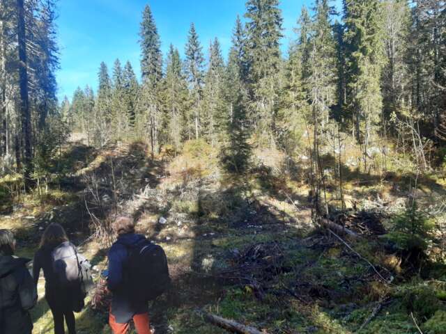 Quartier rouge - Lynx - Balade avec le groupe de commanditaires du 4 novembre 2025 | Forêt du Risoux
