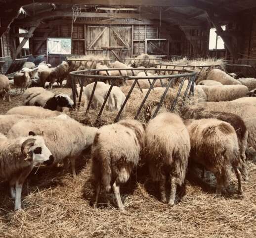 Quartier rouge - Au loup ! Chronique d'un retour - Juin 2024.  Rencontre de l’auteur avec des éleveur·ses, chasseur·ses, brebis et autres habitant·es du territoire. 
