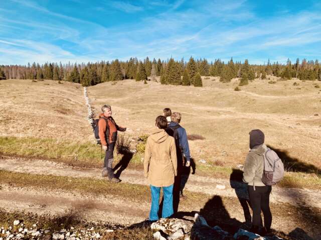 Quartier rouge - Lynx - Balade avec le groupe de commanditaires du 4 novembre 2025 - Forêt du Risoux